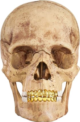 Supreme 4D Model Human Skull Natural