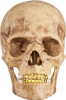 Supreme 4D Model Human Skull