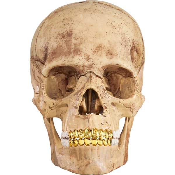 Supreme 4D Model Human Skull - Natural (front)