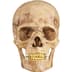 Supreme 4D Model Human Skull - Natural (front)
