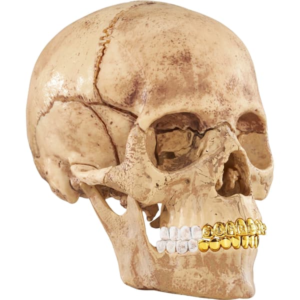 Supreme 4D Model Human Skull - Natural (front)