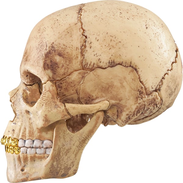Supreme 4D Model Human Skull - Natural (front)