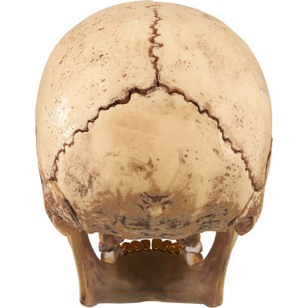 Supreme 4D Model Human Skull - Natural (front)